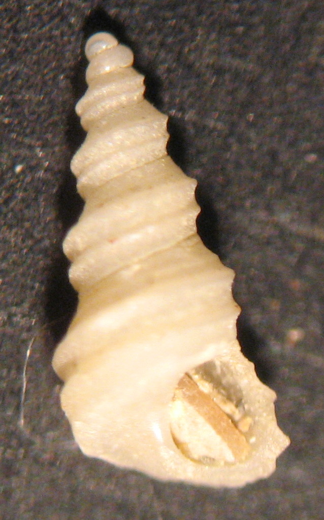 Turritella sp. juv.